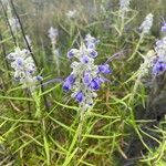 Trichostema lanatum Flor