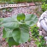 Asclepias latifolia ᱥᱟᱠᱟᱢ