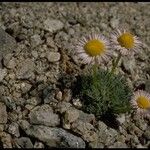 Erigeron compositus Hábito