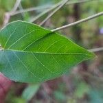 Jacquemontia pentanthos Feuille