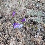 Penstemon laetus Flor