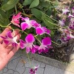 Dendrobium victoriae-reginae花