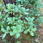 Vaccinium uliginosum Blad