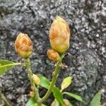Machilus thunbergii Květ
