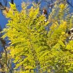 Jacaranda mimosifolia List
