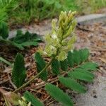 Astragalus glycyphyllos Floro