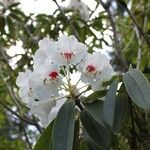 Rhododendron morii Çiçek