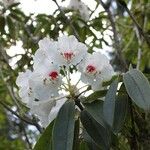 Rhododendron morii Blüte