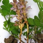 Orobanche mutelii Arall