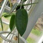 Hoya archboldiana Leaf