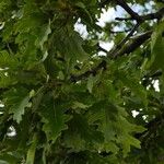 Quercus cerris Ліст
