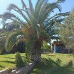 Phoenix canariensis Leaf