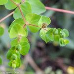 Euphorbia stricta Fiore