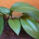 Urceolina amazonica Leaf