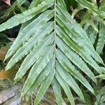 Stenochlaena tenuifolia Levél