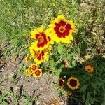 Coreopsis tinctoriaফুল