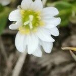 Cerastium cerastoides Blomma