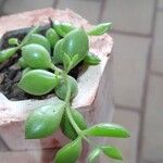 Cotyledon pendens Yaprak