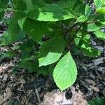 Hydrangea serratifolia Leaf