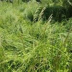 Deschampsia cespitosa Характер