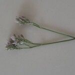 Limonium bellidifolium Flor