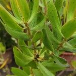 Leucadendron laureolum অভ্যাস