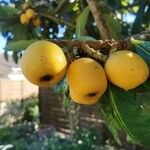 Eriobotrya japonica Fruit