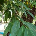 Nectandra angustifolia Blad