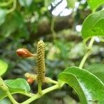 Piper borbonense Fruit