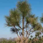 Pinus ponderosa ഇല