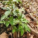 Oclemena acuminata Blad