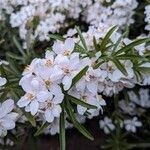 Choisya × dewitteana Flower