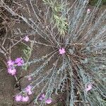 Marcus-kochia littorea Flower