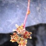 Saxifraga moschata Bloem