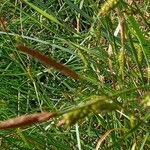 Carex distans Fleur