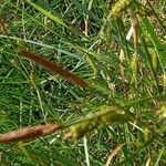 Carex distans Kukka