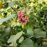 Viburnum lantanaFlower