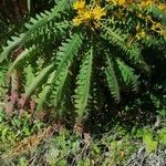 Sonchus canariensis Blatt