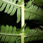 Thelypteris balbisii Leaf