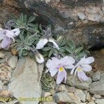 Viola diversifolia आदत