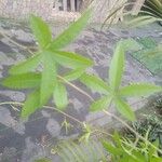 Ipomoea cairica Leaf