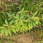 Croton flavens Leaf