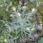 Arnebia decumbens Otro