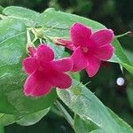 Jasminum beesianum Flor