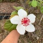 Hibiscus waimeae 花