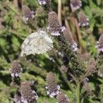 Verbena lasiostachys Yeri