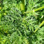 Artemisia annua Blatt
