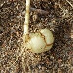 Aetheorhiza bulbosa Inny