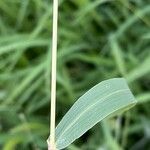 Setaria faberi Blad