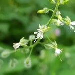 Circaea canadensis Blüte